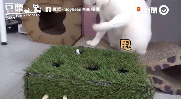 笑甚麼！很痛ㄟ！youtube頻道「SoybeanMilk豆漿」上傳一則影片，為了慶祝４月４日的「台灣貓節」，許多奴才們決定辦一場屬於「主子們的交換禮物」，豆漿爸送出的是手工「打豆漿機」，但豆漿不小心玩得太嗨，竟然打太用力，痛到「甩手手」。（圖／ETtoday）