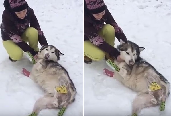 ▲阿拉斯加雪橇犬遭飼主遺棄，受凍遭截肢後仍對人類非常友善。（圖／取自YouTube／The Siberian Times）