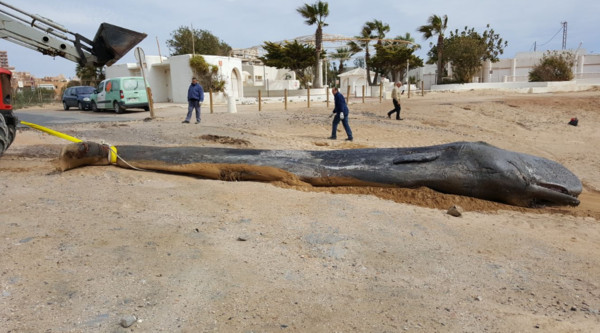 ▲▼ 西班牙南部海岸Cabo de Palos曾於2月底左右出現一隻抹香鯨屍體。（圖／翻攝自Twitter／EspNaturalesMur）