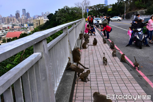 萬壽山橋餵猴子。（圖／Jay Lin提供）