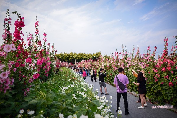 ▲彰化員林蜀葵花海。（圖／滿分的旅遊札記提供）