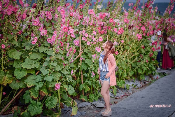 ▲彰化員林蜀葵花海。（圖／滿分的旅遊札記提供）