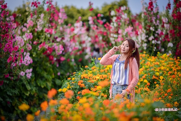 ▲彰化員林蜀葵花海。（圖／滿分的旅遊札記提供）