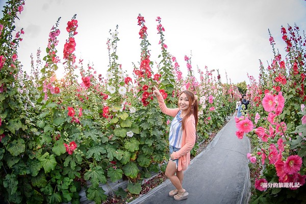 ▲彰化員林蜀葵花海。（圖／滿分的旅遊札記提供）