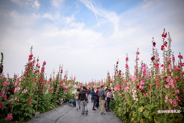 ▲彰化員林蜀葵花海。（圖／滿分的旅遊札記提供）