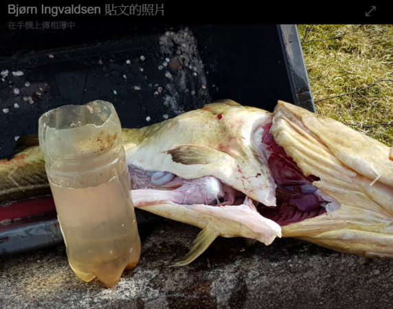 ▲▼挪威男子捕到一條吃了1.5公升寶特瓶的鱈魚。（圖／翻攝自Bjørn Ingvaldsen臉書）