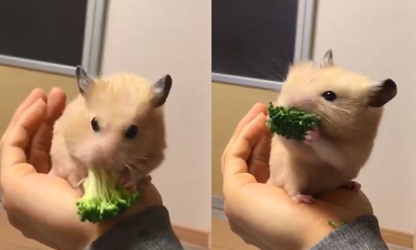 ▲黃金鼠吃花椰菜。（圖／翻攝自影片／推特／ikachiku47chi9）