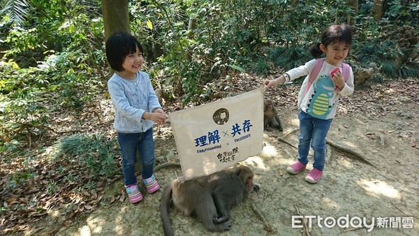 ▲台灣獼猴最快今年6月降為一般類　保育人士擔憂：恐有負面影響（圖／林美吟」授權提供）