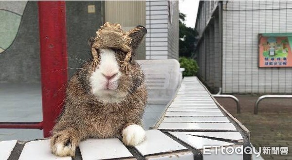 阿伯養了4隻狗？（圖／網友蔡淇提供）