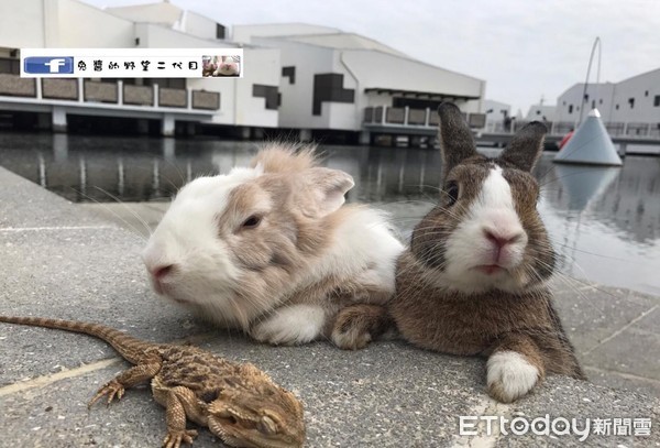 阿伯養了4隻狗？（圖／網友蔡淇提供）