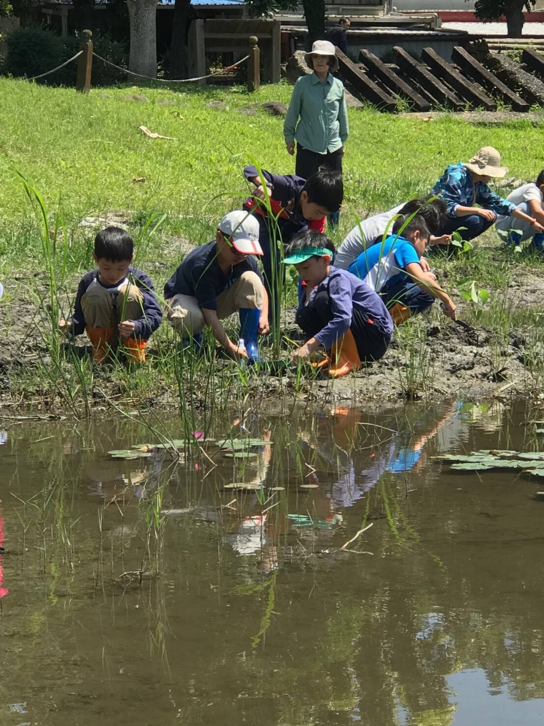 田埔生態池全年有花開種植不同花期原生種水生植物 Ettoday地方新聞 Ettoday新聞雲