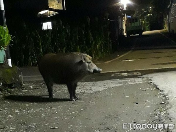 ▲▼花蓮夜路驚見「漆黑獠牙」巨獸！他買東西嚇傻　網笑翻：快逃啊。（圖／黃至恩授權提供）