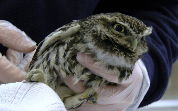 ▲獸醫將羽翼移植到受傷的小鴞身上，並用手術膠水固定位置。（圖／野生救援基金會照片)