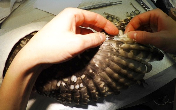 ▲獸醫將羽翼移植到受傷的小鴞身上，並用手術膠水固定位置。（圖／野生救援基金會照片)