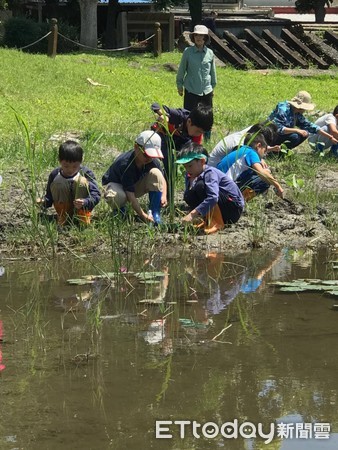 花蓮林管處帶領國家森林志工、忠孝國小二年級全體師生約90人，進行生態池「水生植物栽植」活動。（圖／花蓮林管處提供）