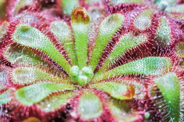 ▲食蟲植物。（圖／取自pinterest、pixabay）