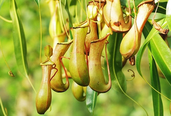 ▲食蟲植物。（圖／取自pinterest、pixabay）