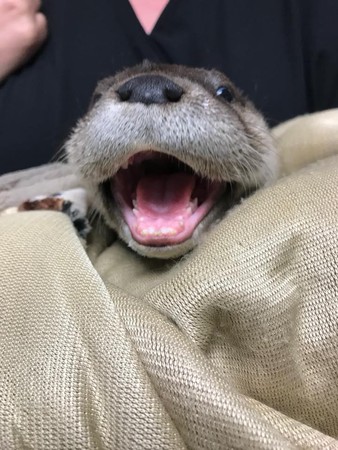 水獺寶寶。（圖／翻攝自Clay Humane, Inc.）