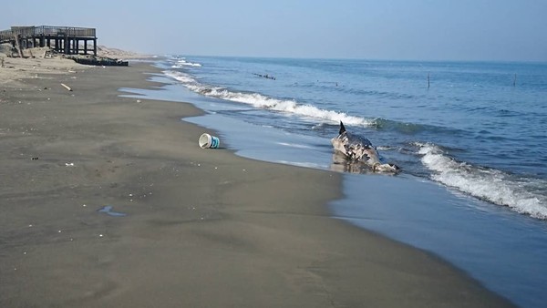 ▲▼七股沙洲有偽虎鯨死亡擱淺。（圖／翻攝自成大海洋生物及鯨豚研究中心粉絲專頁）