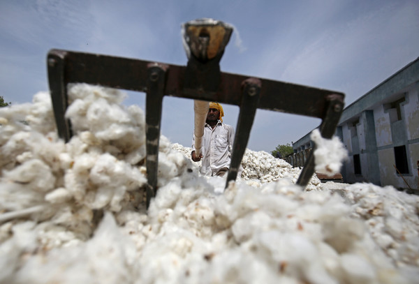 ▲印度棉花工人。（圖／路透社）