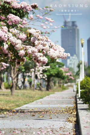 ▲高雄前鎮洋紅風鈴木。（圖／臉書專頁《高雄記事本》提供，請勿隨意翻拍，以免侵權。）