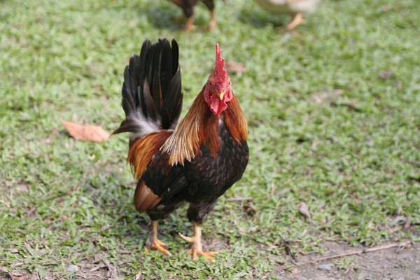 ▲▼東莞市一農場内5隻雞被咬死。（示意圖／pixabay圖庫）