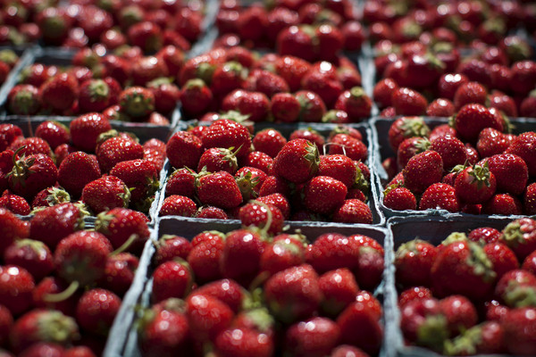 ▲▼ 美國草莓被評為2018年最髒水果。圖為2015年6月紐澤西州霍博肯（Hoboken）一處農場生產的草莓。（圖／路透）