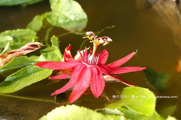 ▲夏比花園。（圖／Kuma提供）