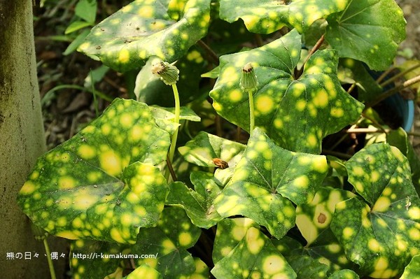 ▲夏比花園。（圖／Kuma提供）