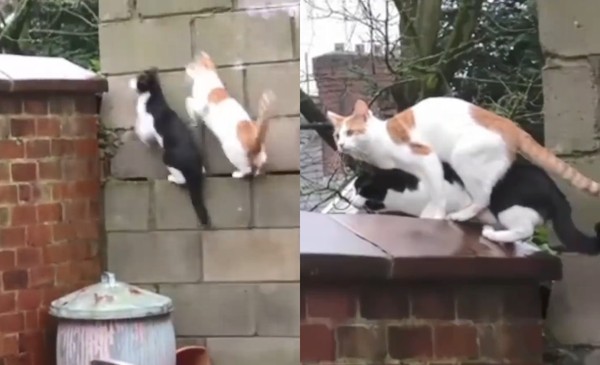 ▲賓士貓「 Tom」和橘子貓「Mimi」。（圖／翻攝自影片／Instagram／tomandmimi）