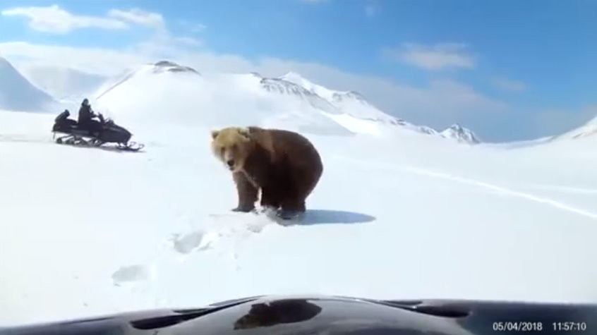 俄羅斯的千島群島（Kuril Islands）的棕熊剛從冬眠中甦醒，竟被騎雪上摩托車的遊客狂追，牠氣得伸出爪子要攻擊，但被對方閃過。（圖／翻攝「Anna Liesowska」YouTube）