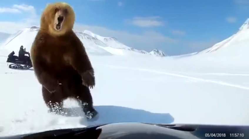 俄羅斯的千島群島（Kuril Islands）的棕熊剛從冬眠中甦醒，竟被騎雪上摩托車的遊客狂追，牠氣得伸出爪子要攻擊，但被對方閃過。（圖／翻攝「Anna Liesowska」YouTube）