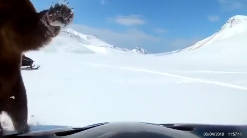 俄羅斯的千島群島（Kuril Islands）的棕熊剛從冬眠中甦醒，竟被騎雪上摩托車的遊客狂追，牠氣得伸出爪子要攻擊，但被對方閃過。（圖／翻攝「Anna Liesowska」YouTube）