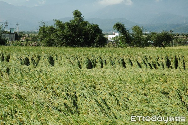 花蓮農改場表示，穗肥的適量施用，可增加每穗粒數與提高稻穀稔實率及千粒重，對產量及米質助益頗多。但過多之穗肥可能造成增加稻熱病發生的機會。（圖／花蓮農改場提供）