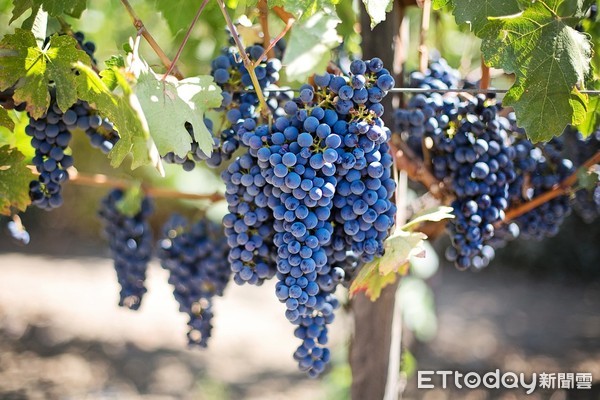 ▲葡萄,grape（圖／翻攝自Pixabay）