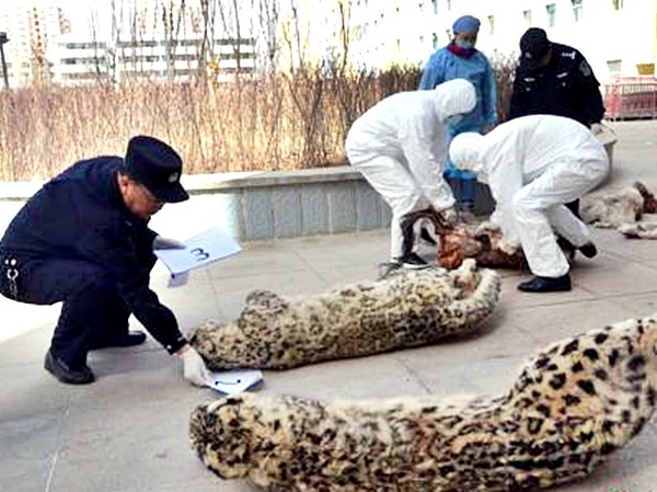 ▲青海森林公安破獲盜殺販賣珍稀野生動物雪豹案件。(圖／翻攝自大陸網站)