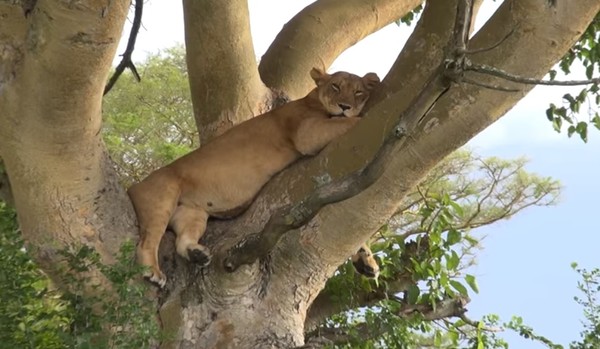 ▲▼  烏干達11頭「爬樹獅子」疑遭毒死！還有8幼獅　屍體遭鬣狗啃咬（圖／翻攝自Manfred Bauer youtube，下同）