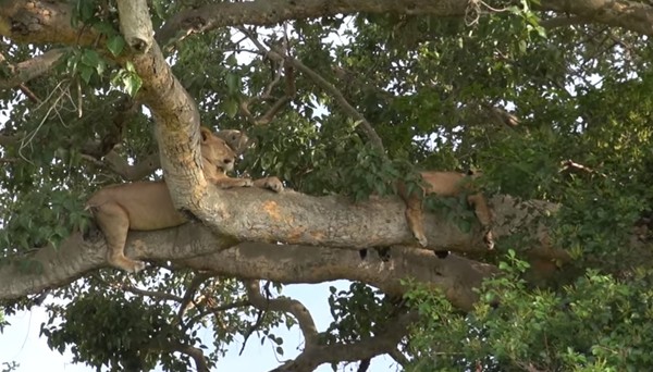 ▲▼  烏干達11頭「爬樹獅子」疑遭毒死！還有8幼獅　屍體遭鬣狗啃咬（圖／翻攝自Manfred Bauer youtube，下同）
