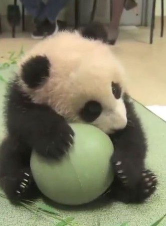 旁人想拿走球球...小熊貓睜大眼抱緊。（圖／翻攝自Instagram用戶sandiegozoo）