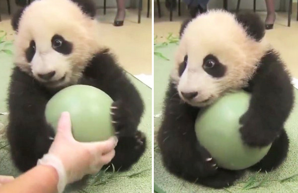 旁人想拿走球球...小熊貓睜大眼抱緊。（圖／翻攝自Instagram用戶sandiegozoo）