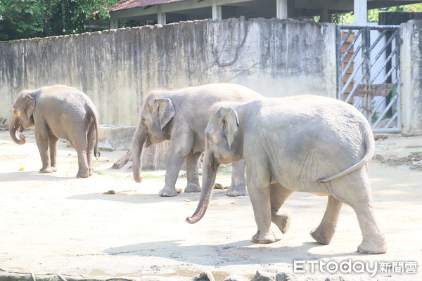 ▲馬來西亞太平動物園。（圖／記者華少甫攝）