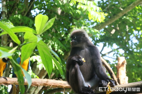 ▲馬來西亞太平動物園。（圖／記者華少甫攝）