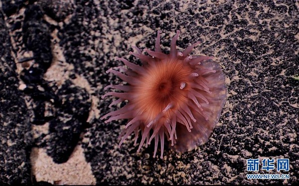 ▲▼一隻海葵附著在麥哲倫海山的富鈷結殼上。（圖／翻攝自新華網）