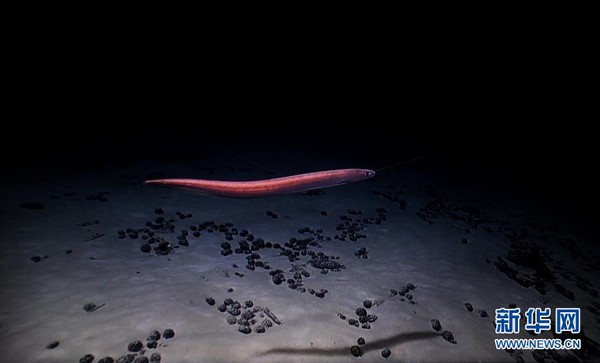 ▲▼一條海鰻遊過麥哲倫海山的富鈷結殼上方。（圖／翻攝自新華網）