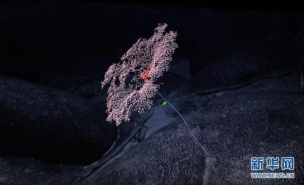 ▲▼一株金柳珊瑚附著在麥哲倫海山的富鈷結殼上。（圖／翻攝自新華網）