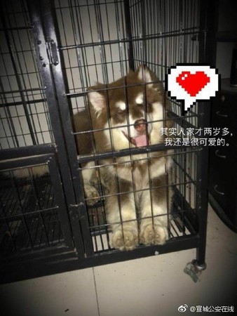 以為雪橇犬是狼。（圖／翻攝自微博／@宣城公安在线）