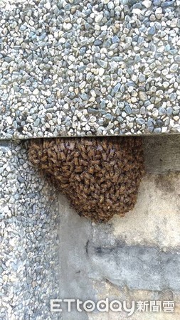（圖／粉絲頁「城市養蜂 Urban Beekeeping」提供，請勿隨意翻拍，以免侵權。）