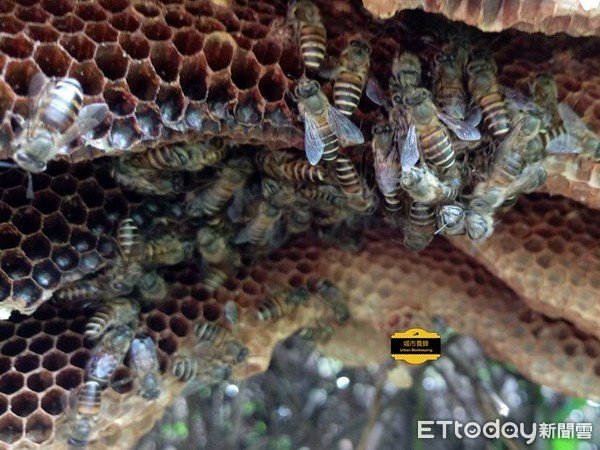 （圖／粉絲頁「城市養蜂 Urban Beekeeping」提供，請勿隨意翻拍，以免侵權。）
