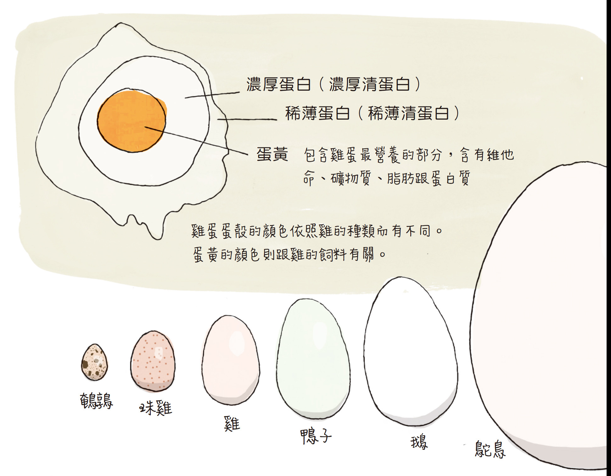 ▲▼《食物解剖》（圖／業者創意市集出版社提供）