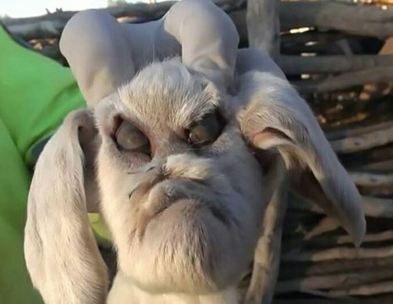 阿根廷山羊寶寶整臉「奧嘟嘟」。（圖／翻攝自臉書／Henna Henna‎）